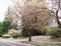 cherry snowfall.jpg